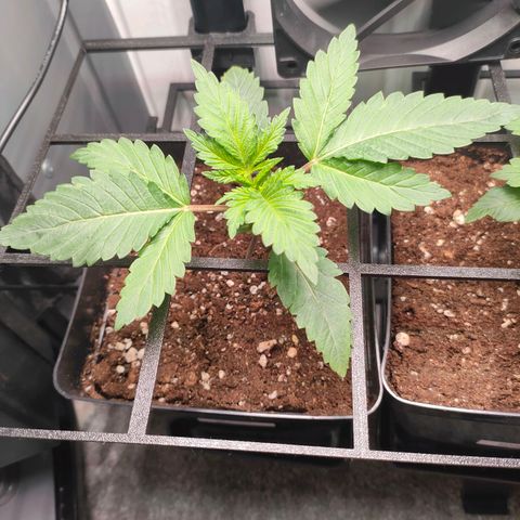 Do-Sweet-Dos growlog timeline photo