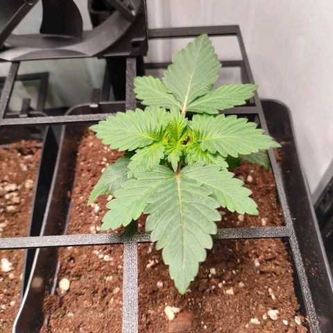 Crystal Candy growlog timeline photo