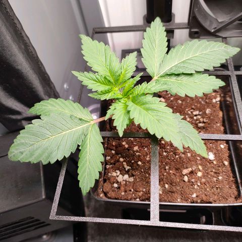 Do-Sweet-Dos growlog timeline photo