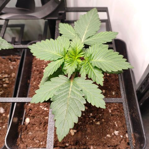 Crystal Candy growlog timeline photo