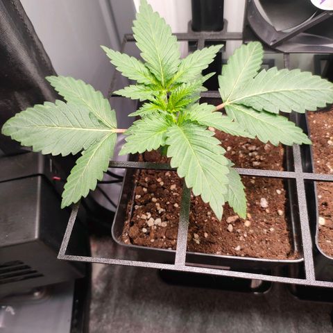 Do-Sweet-Dos growlog timeline photo