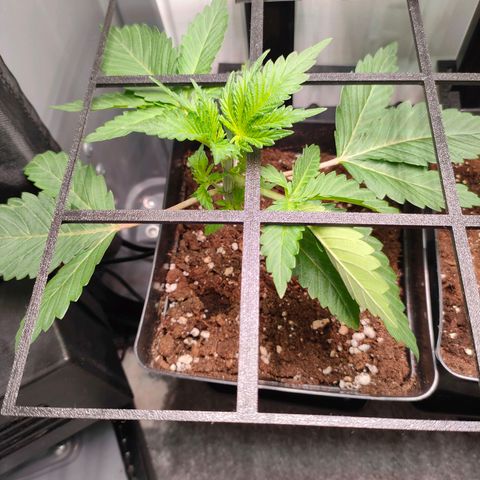 Do-Sweet-Dos growlog timeline photo
