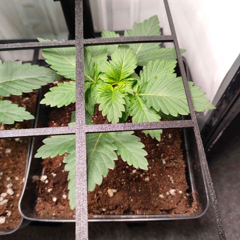 Crystal Candy growlog timeline photo