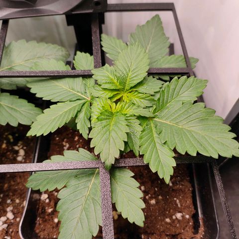 Crystal Candy growlog timeline photo