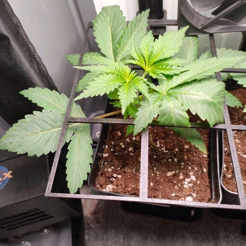 Do-Sweet-Dos growlog timeline photo