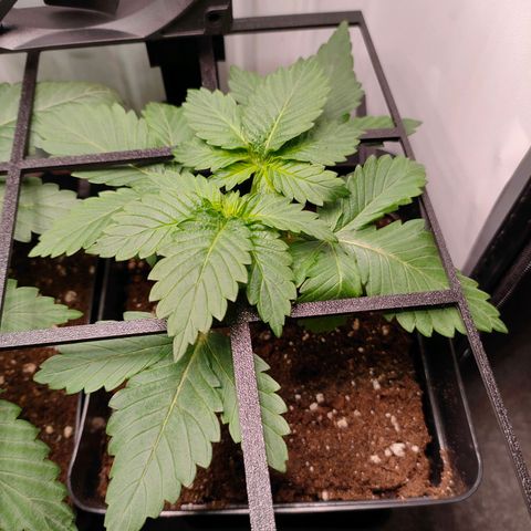 Crystal Candy growlog timeline photo