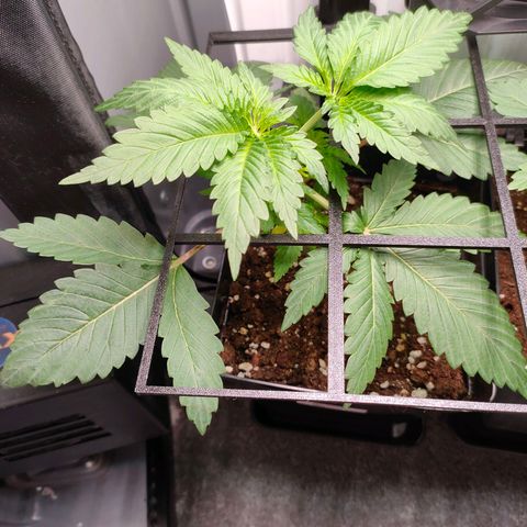 Do-Sweet-Dos growlog timeline photo