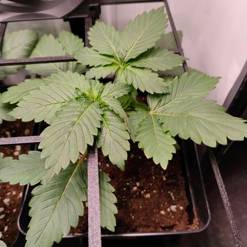 Crystal Candy growlog timeline photo