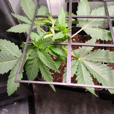 Do-Sweet-Dos growlog timeline photo
