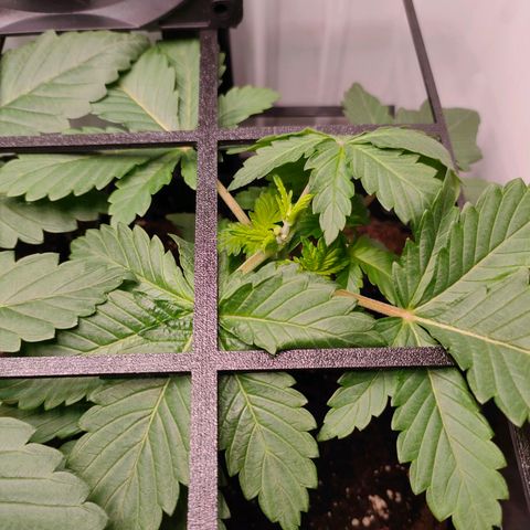 Crystal Candy growlog timeline photo