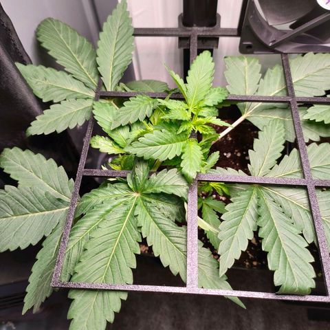 Do-Sweet-Dos growlog timeline photo