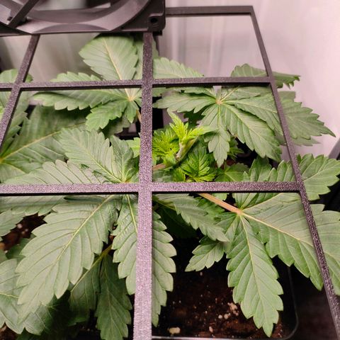 Crystal Candy growlog timeline photo