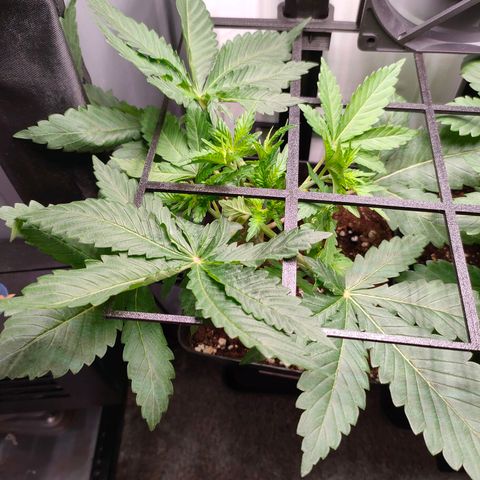 Do-Sweet-Dos growlog timeline photo