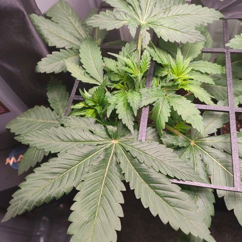 Do-Sweet-Dos growlog timeline photo