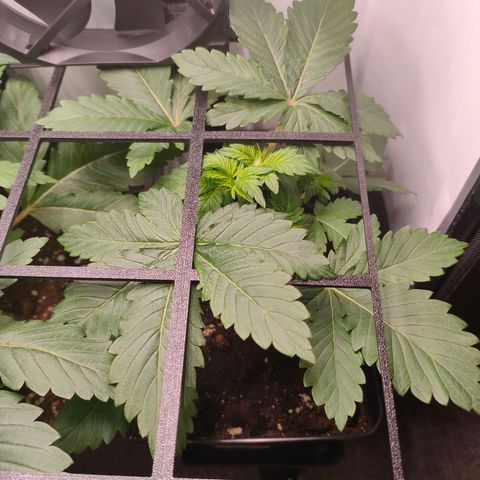 Crystal Candy growlog timeline photo