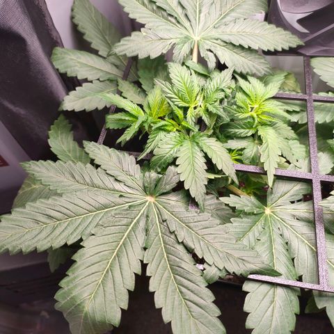 Do-Sweet-Dos growlog timeline photo