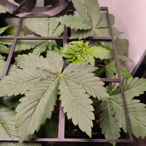 Crystal Candy growlog timeline photo