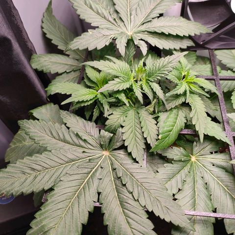 Do-Sweet-Dos growlog timeline photo