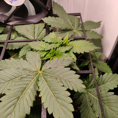 Crystal Candy growlog timeline photo