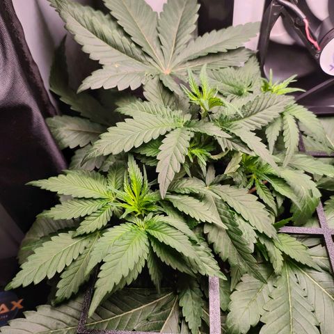 Do-Sweet-Dos growlog timeline photo