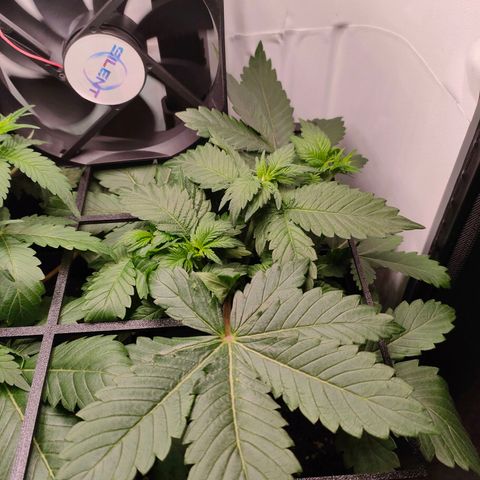 Crystal Candy growlog timeline photo
