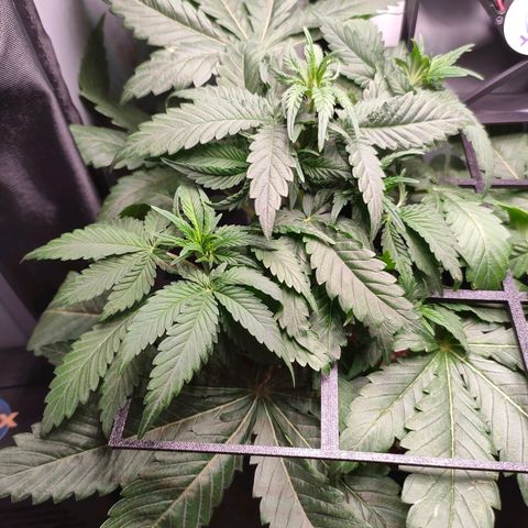 Do-Sweet-Dos growlog timeline photo