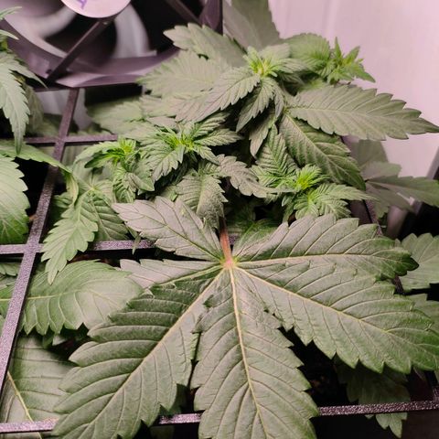 Crystal Candy growlog timeline photo