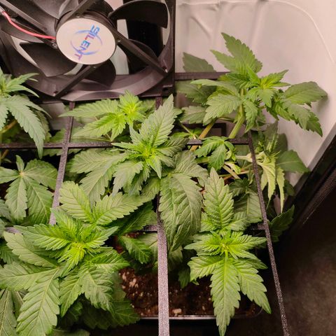 Crystal Candy growlog timeline photo