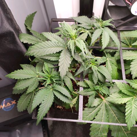 Do-Sweet-Dos growlog timeline photo