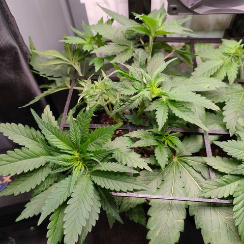 Do-Sweet-Dos growlog timeline photo