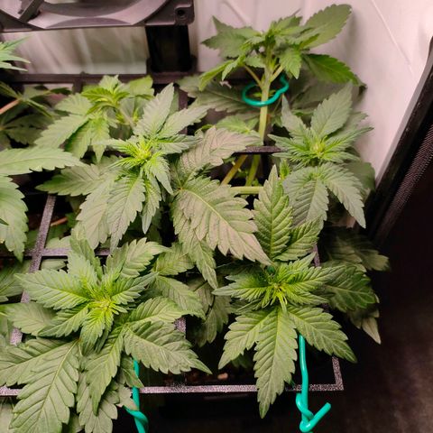 Crystal Candy growlog timeline photo