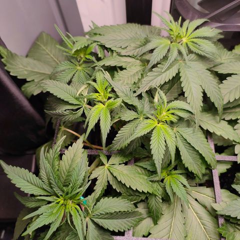 Do-Sweet-Dos growlog timeline photo