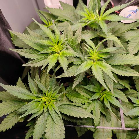 Do-Sweet-Dos growlog timeline photo