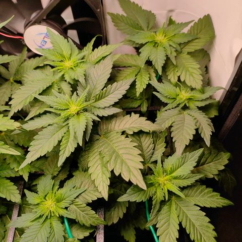 Crystal Candy growlog timeline photo