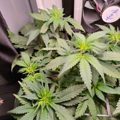 Do-Sweet-Dos growlog timeline photo