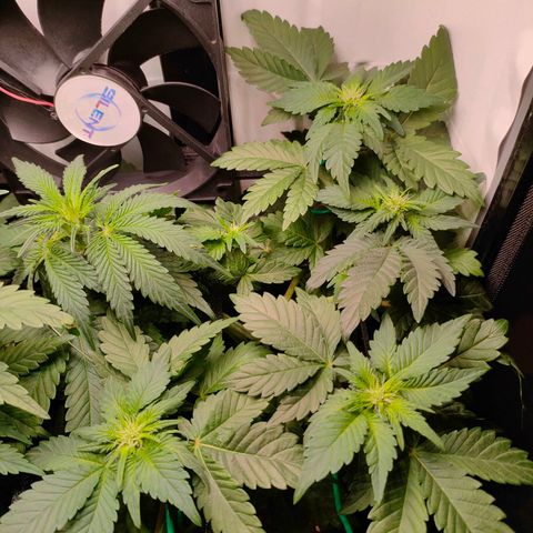 Crystal Candy growlog timeline photo