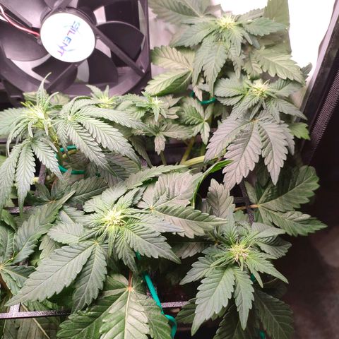Crystal Candy growlog timeline photo