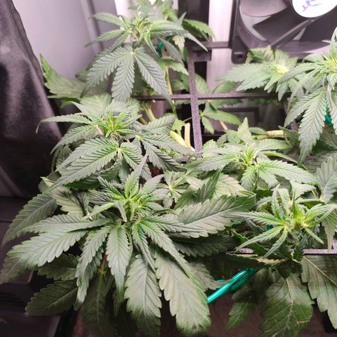 Do-Sweet-Dos growlog timeline photo