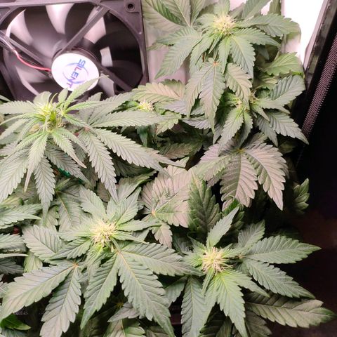 Crystal Candy growlog timeline photo