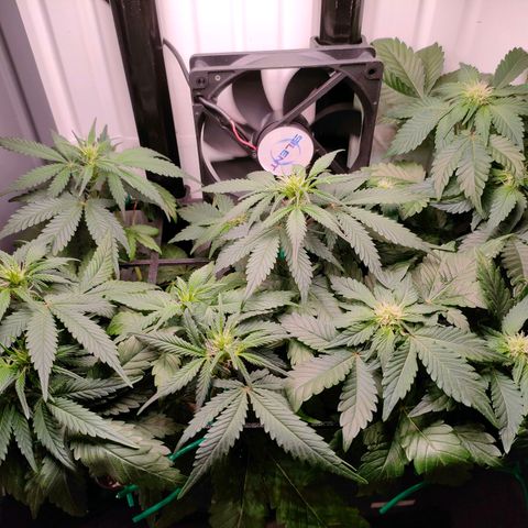 Do-Sweet-Dos growlog timeline photo