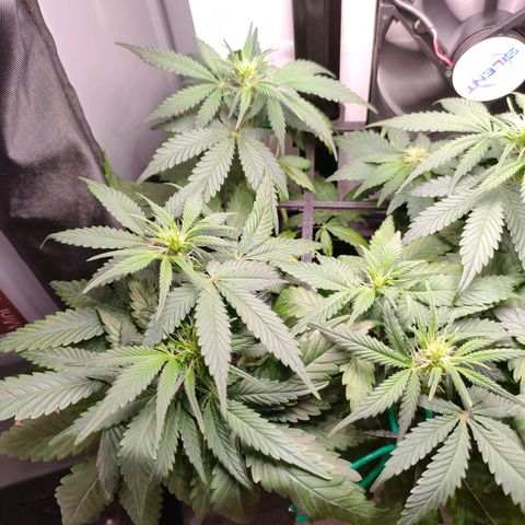 Do-Sweet-Dos growlog timeline photo