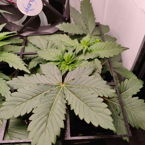 Crystal Candy growlog timeline photo