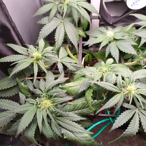 Do-Sweet-Dos growlog timeline photo