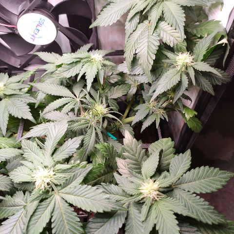 Crystal Candy growlog timeline photo