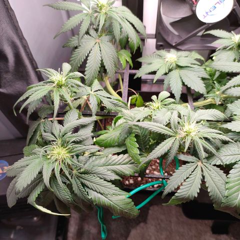 Crystal Candy growlog timeline photo