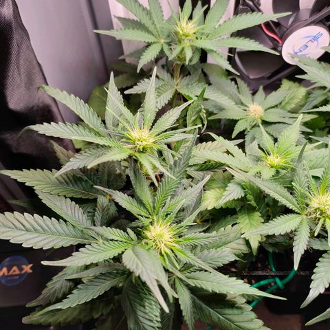 Do-Sweet-Dos growlog timeline photo