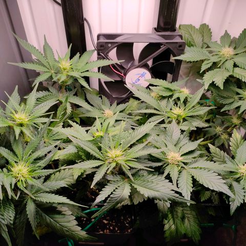 Do-Sweet-Dos growlog timeline photo