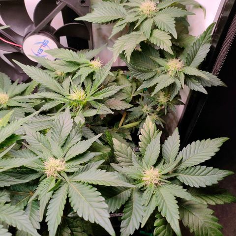 Crystal Candy growlog timeline photo
