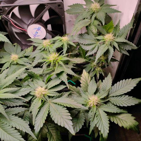 Crystal Candy growlog timeline photo
