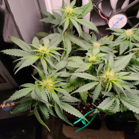Do-Sweet-Dos growlog timeline photo